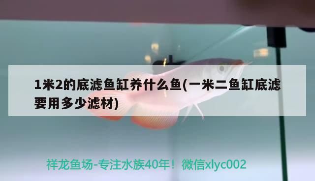 1米2的底濾魚缸養什么魚(一米二魚缸底濾要用多少濾材) 1米2的底濾魚缸養什么魚(一米二魚缸底濾要用多少濾材) 觀賞魚百科