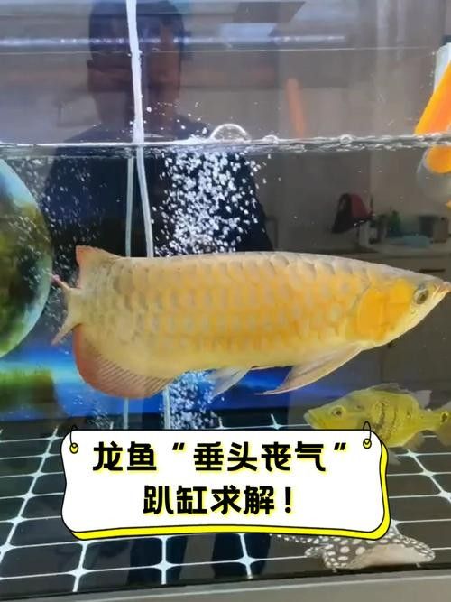 龍魚偶爾趴缸正常嗎圖片