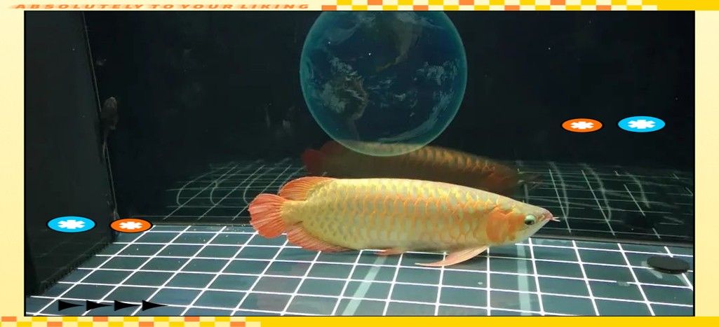 龍魚偶爾趴缸正常嗎圖片