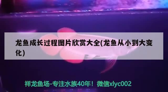 魚缸 龍魚成長過程圖片欣賞大全(龍魚從小到大變化) 觀賞魚百科 龍魚成長過程圖片欣賞大全(龍魚從小到大變化) 龍魚成長過程圖片欣賞大全(龍魚從小到大變化) 觀賞魚百科