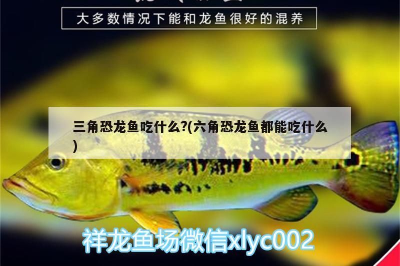 肺魚 三角恐龍魚吃什么?(六角恐龍魚都能吃什么) 觀賞魚百科 三角恐龍魚吃什么?(六角恐龍魚都能吃什么) 三角恐龍魚吃什么?(六角恐龍魚都能吃什么) 觀賞魚百科