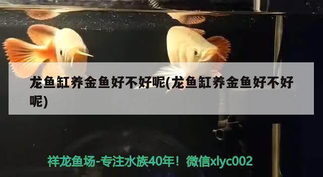 龍魚缸養金魚好不好呢(龍魚缸養金魚好不好呢) 龍魚缸養金魚好不好呢(龍魚缸養金魚好不好呢) 觀賞魚百科