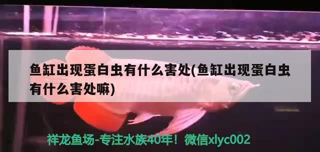 魚缸出現蛋白蟲有什么害處(魚缸出現蛋白蟲有什么害處嘛)