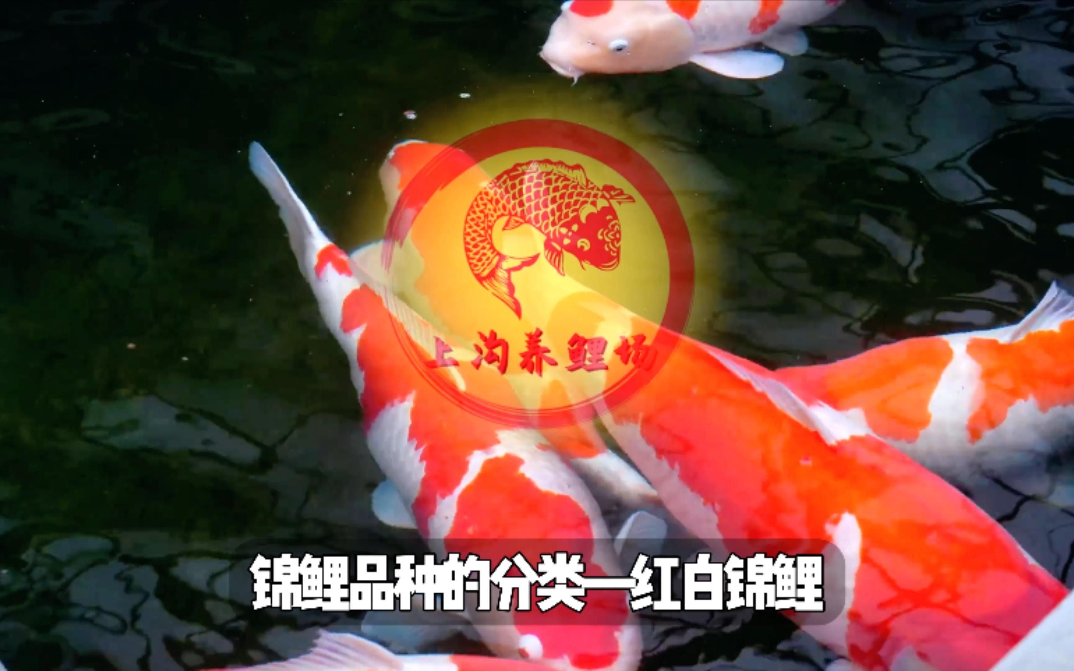 錦鯉紅白 錦鯉紅白 觀賞魚百科 第3張