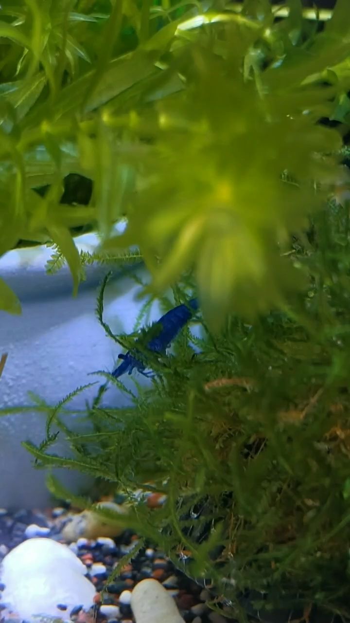 我是一只敬業的極火蝦 我是一只敬業的極火蝦 龍魚論壇