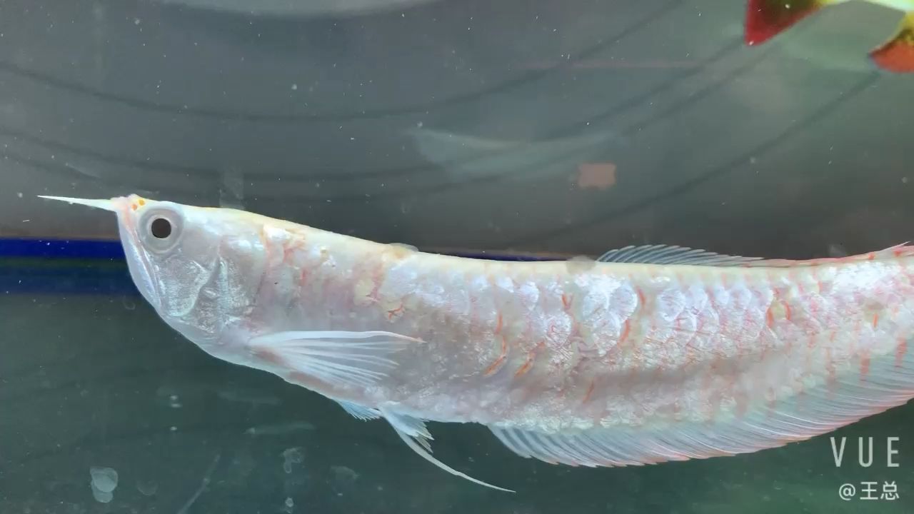 水好,根本不用管他 觀賞魚百科 第1張 水好,根本不用管他 水好,根本不用管他 觀賞魚百科 第1張