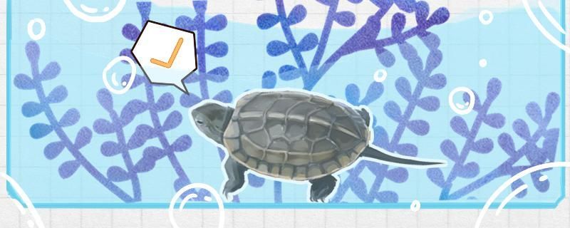 水好,根本不用管他 觀賞魚百科 第2張 水好,根本不用管他 水好,根本不用管他 觀賞魚百科 第2張