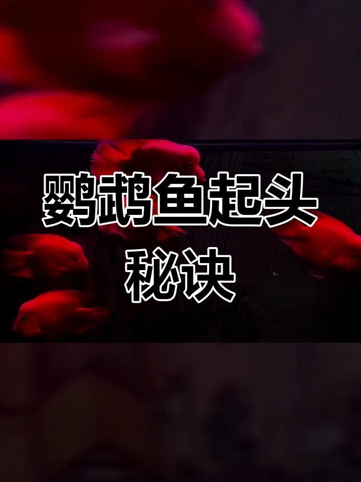 財神鸚鵡起頭秘訣 財神鸚鵡起頭秘訣 觀賞魚百科 第2張