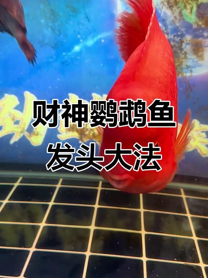 財神鸚鵡起頭秘訣 財神鸚鵡起頭秘訣 觀賞魚百科 第1張