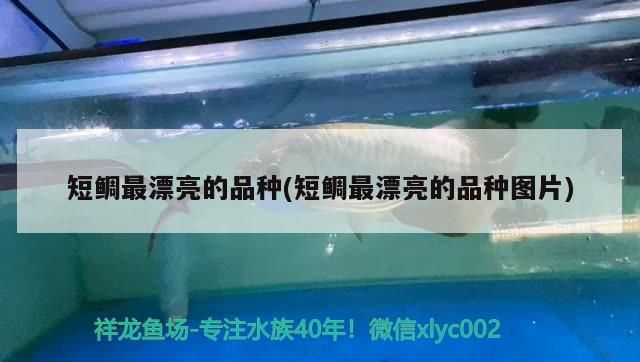 短鯛最漂亮的品種(短鯛最漂亮的品種圖片)
