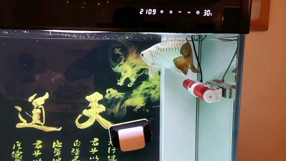 新手咨詢下波機問題 新手咨詢下波機問題 觀賞魚百科 第2張