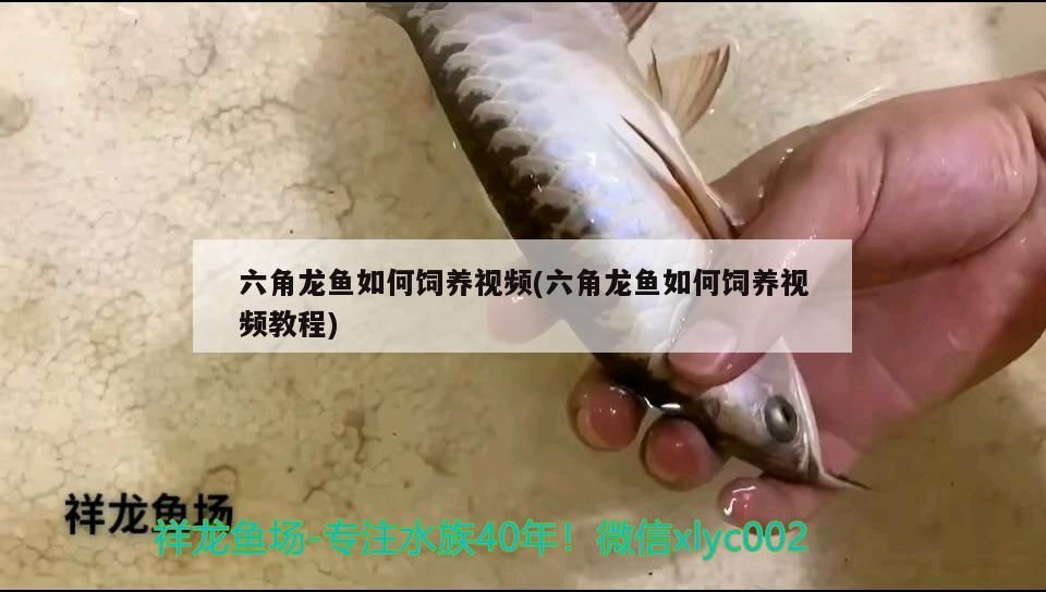 六角龍魚如何飼養視頻(六角龍魚如何飼養視頻教程) 六角龍魚如何飼養視頻(六角龍魚如何飼養視頻教程) 觀賞魚百科