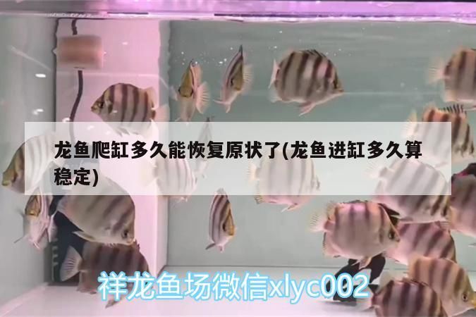 龍魚爬缸多久能恢復(fù)原狀了(龍魚進缸多久算穩(wěn)定) 龍魚爬缸多久能恢復(fù)原狀了(龍魚進缸多久算穩(wěn)定) 觀賞魚百科