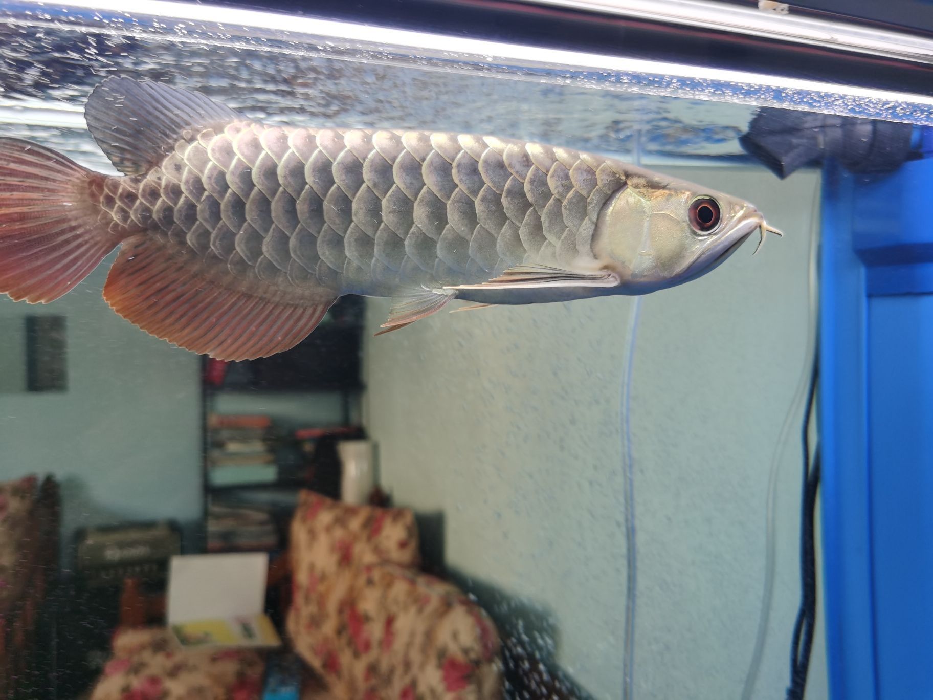 求教各路大神養龍問題 求教各路大神養龍問題 觀賞魚百科 第2張