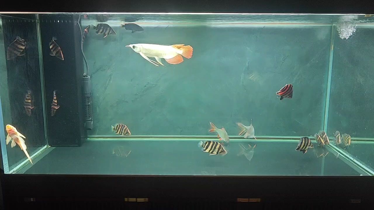 蘇虎  野生蘇虎