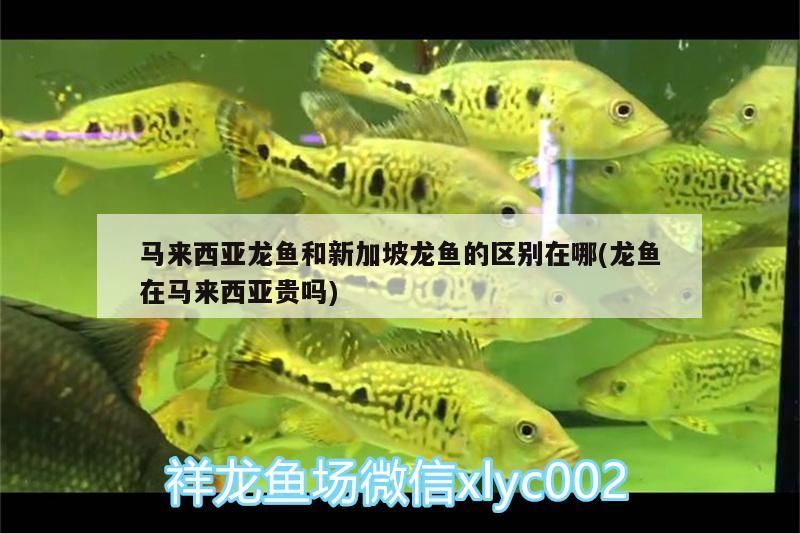 馬來西亞龍魚和新加坡龍魚的區別在哪(龍魚在馬來西亞貴嗎) 馬來西亞龍魚和新加坡龍魚的區別在哪(龍魚在馬來西亞貴嗎) 觀賞魚百科