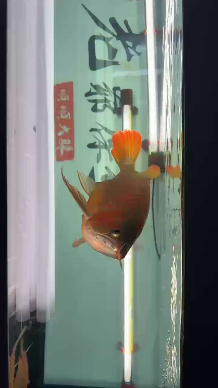 上了側燈，表現就是開始出來了
