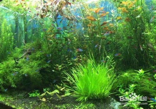 森森潛水泵拆解視頻（森森魚缸潛水泵拆解視頻） 森森潛水泵拆解視頻（森森魚缸潛水泵拆解視頻） 觀賞魚百科