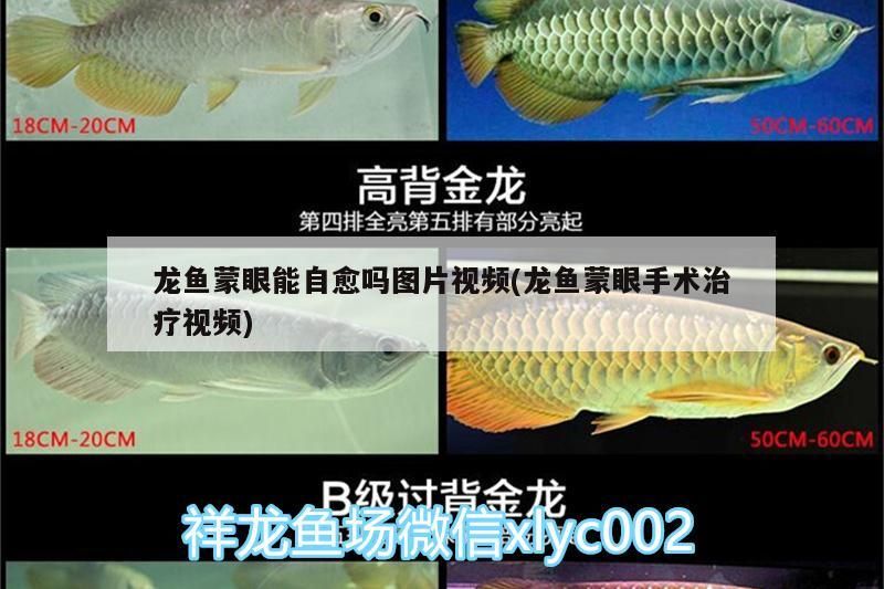 龍魚蒙眼能自愈嗎圖片視頻(龍魚蒙眼手術(shù)治療視頻)