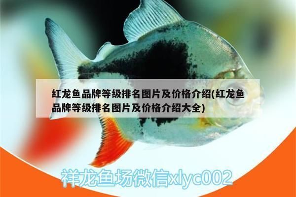 舟山水族批發(fā)市場：浙江省舟山市水族批發(fā)市場 舟山水族批發(fā)市場：浙江省舟山市水族批發(fā)市場 觀賞魚百科 第5張