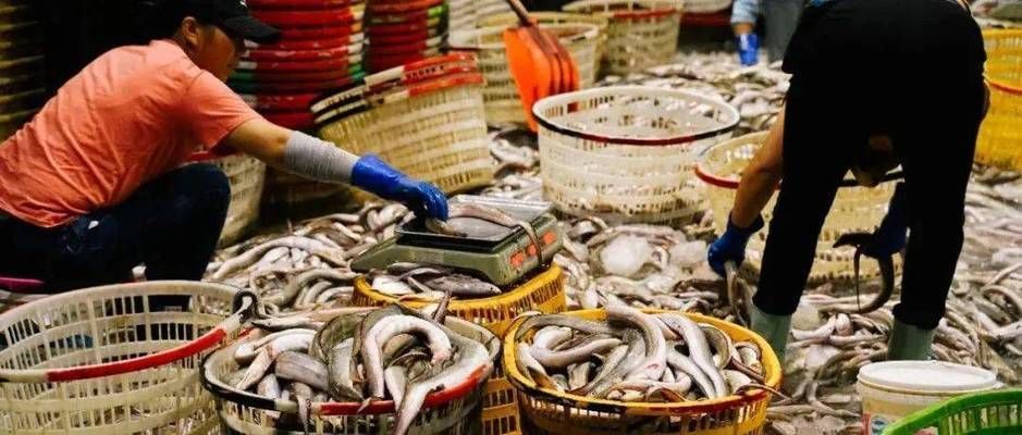 舟山水族批發(fā)市場：浙江省舟山市水族批發(fā)市場 舟山水族批發(fā)市場：浙江省舟山市水族批發(fā)市場 觀賞魚百科 第6張