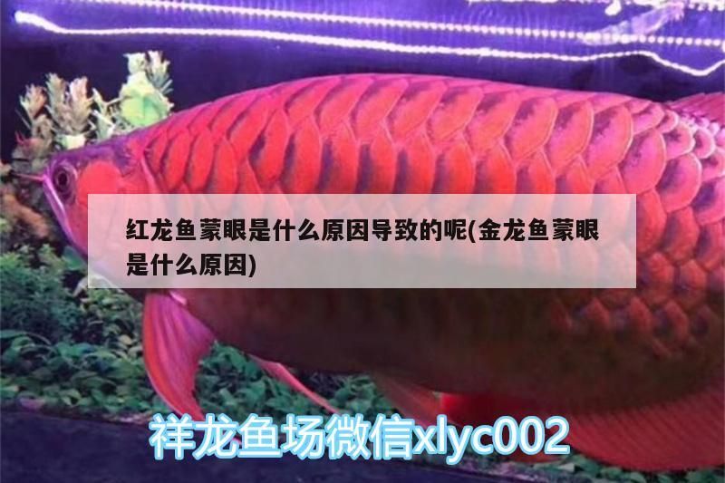 紅龍魚蒙眼是什么原因導致的呢(金龍魚蒙眼是什么原因)