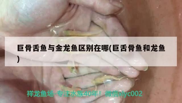 海象魚 巨骨舌魚與金龍魚區別在哪(巨舌骨魚和龍魚) 觀賞魚百科 巨骨舌魚與金龍魚區別在哪(巨舌骨魚和龍魚) 巨骨舌魚與金龍魚區別在哪(巨舌骨魚和龍魚) 觀賞魚百科