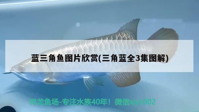 藍(lán)三角魚圖片欣賞(三角藍(lán)全3集圖解)