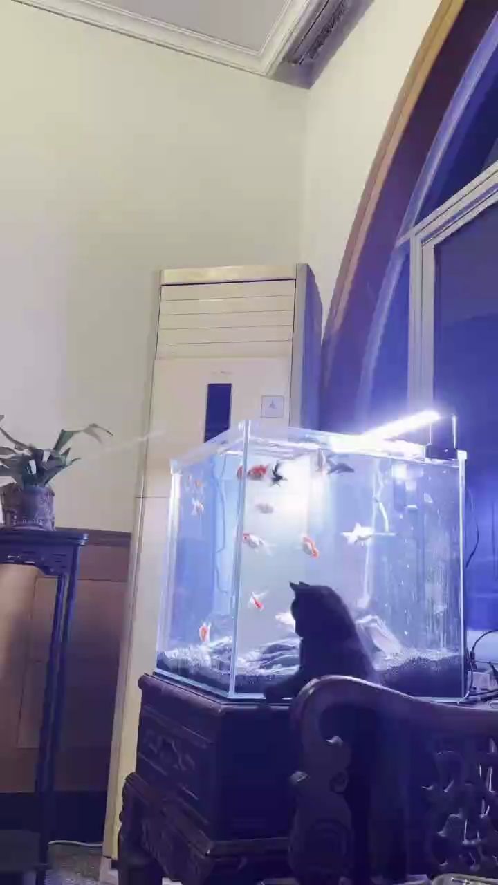 魚缸用增氧泵價格是多少:魚缸增氧機-xtrac增氧機-xtrac增氧機 記錄新開50方缸 龍魚論壇 記錄新開50方缸 記錄新開50方缸 龍魚論壇
