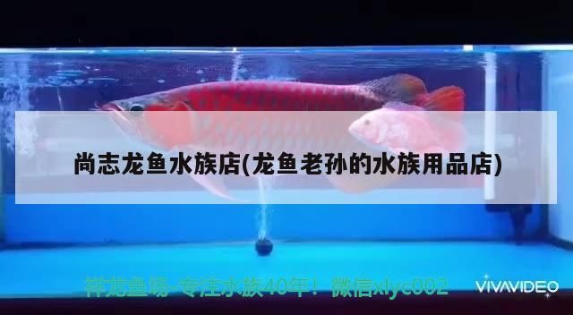 尚志龍魚水族店(龍魚老孫的水族用品店)