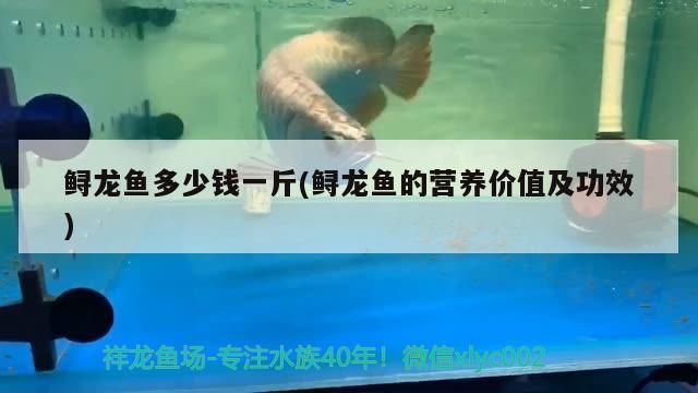 鱘龍魚多少錢一斤(鱘龍魚的營養價值及功效)