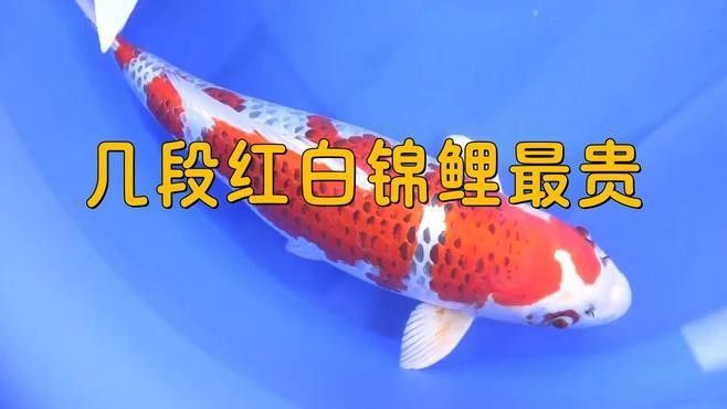 幾段紅白錦鯉最貴 幾段紅白錦鯉最貴 觀賞魚百科 第1張