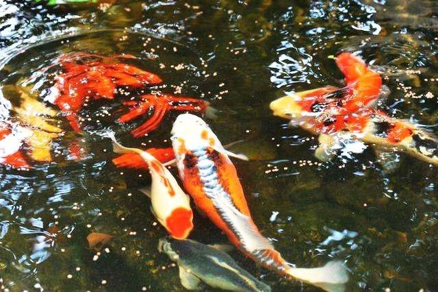 幾段紅白錦鯉最貴 幾段紅白錦鯉最貴 觀賞魚百科 第5張