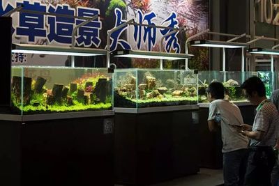 廣州國際觀賞魚及水族器材展覽會時間（2024年廣州國際觀賞魚及水族器材展覽會門票預訂）
