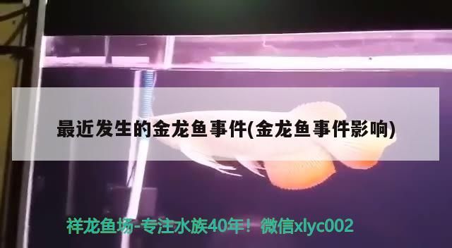 最近發生的金龍魚事件(金龍魚事件影響)
