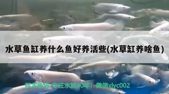水草魚缸養什么魚好養活些(水草缸養啥魚) 水草魚缸養什么魚好養活些(水草缸養啥魚) 觀賞魚百科