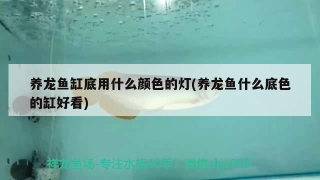 養龍魚缸底用什么顏色的燈(養龍魚什么底色的缸好看) 養龍魚缸底用什么顏色的燈(養龍魚什么底色的缸好看) 觀賞魚百科 第1張