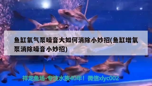 魚缸氧氣泵噪音大如何消除小妙招(魚缸增氧泵消除噪音小妙招)