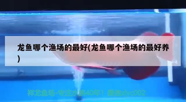 龍魚哪個(gè)漁場的最好(龍魚哪個(gè)漁場的最好養(yǎng))