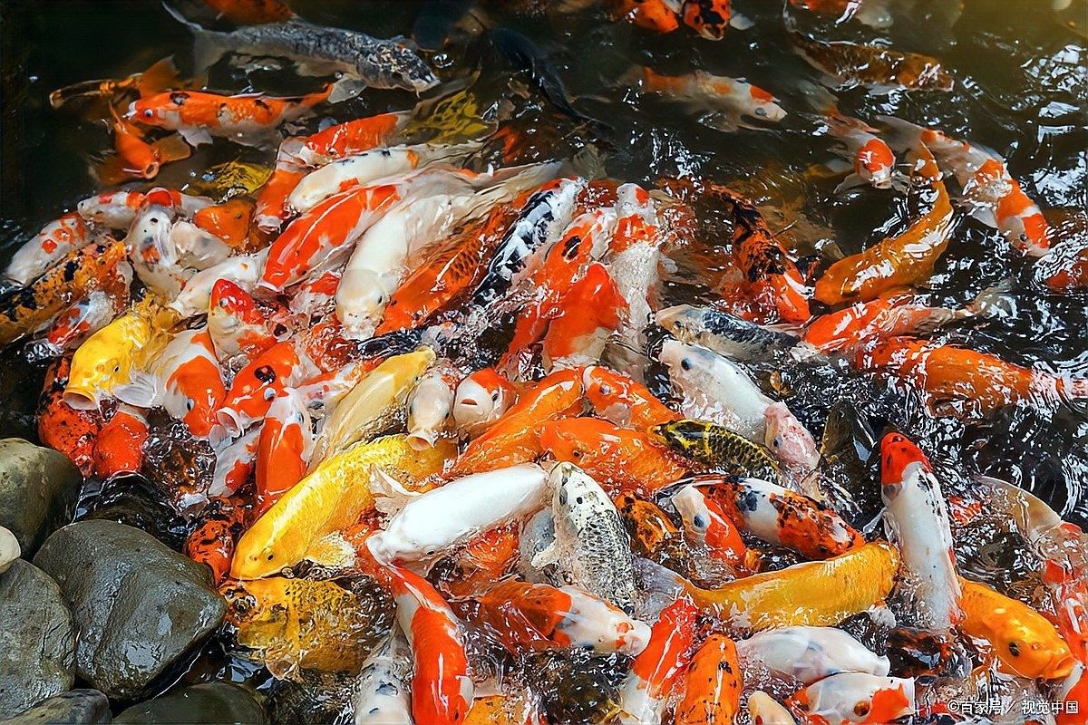 埃及神仙魚燒鰭什么原因