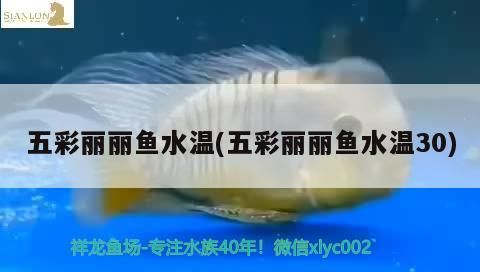 魚缸 五彩麗麗魚水溫(五彩麗麗魚水溫30) 觀賞魚百科 五彩麗麗魚水溫(五彩麗麗魚水溫30) 五彩麗麗魚水溫(五彩麗麗魚水溫30) 觀賞魚百科