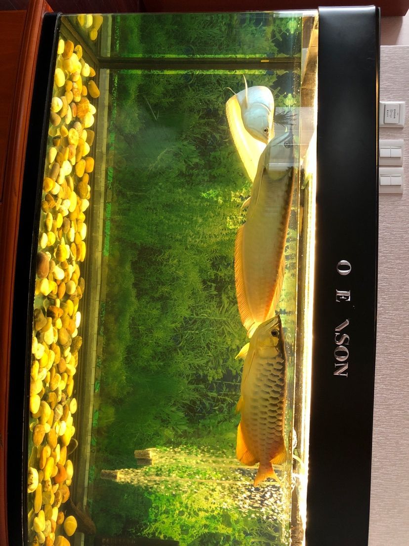 魚(yú)友們求解