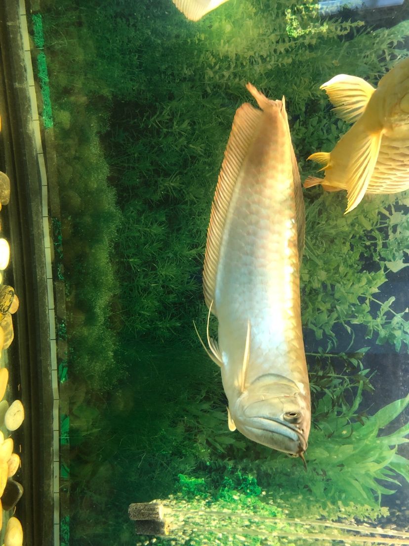 魚友們求解 觀賞魚百科 第4張 魚友們求解 魚友們求解 觀賞魚百科 第4張