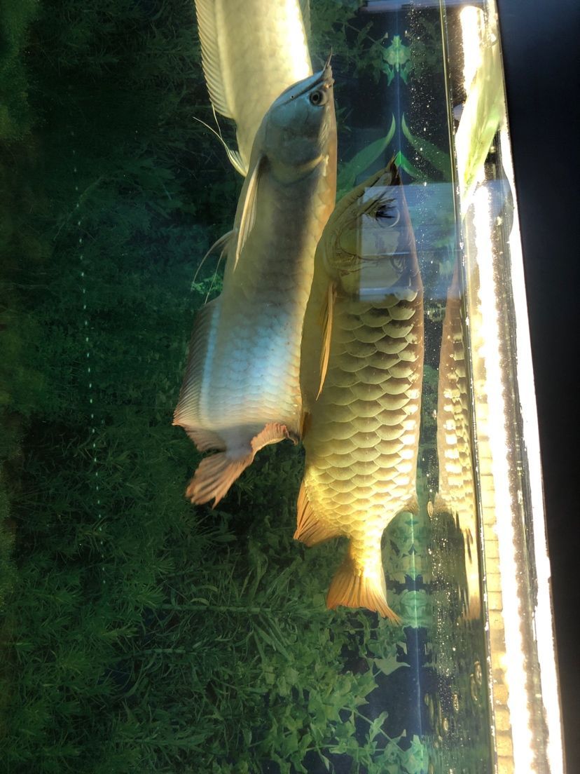 魚友們求解 觀賞魚百科 第5張 魚友們求解 魚友們求解 觀賞魚百科 第5張