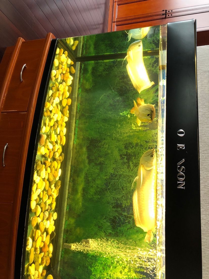 魚友們求解 觀賞魚百科 第6張 魚友們求解 魚友們求解 觀賞魚百科 第6張