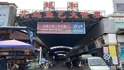 芳村花鳥魚蟲市場搬到哪里了呀：廣州芳村花鳥魚蟲市場的變遷史 芳村花鳥魚蟲市場搬到哪里了呀：廣州芳村花鳥魚蟲市場的變遷史 觀賞魚百科 第3張