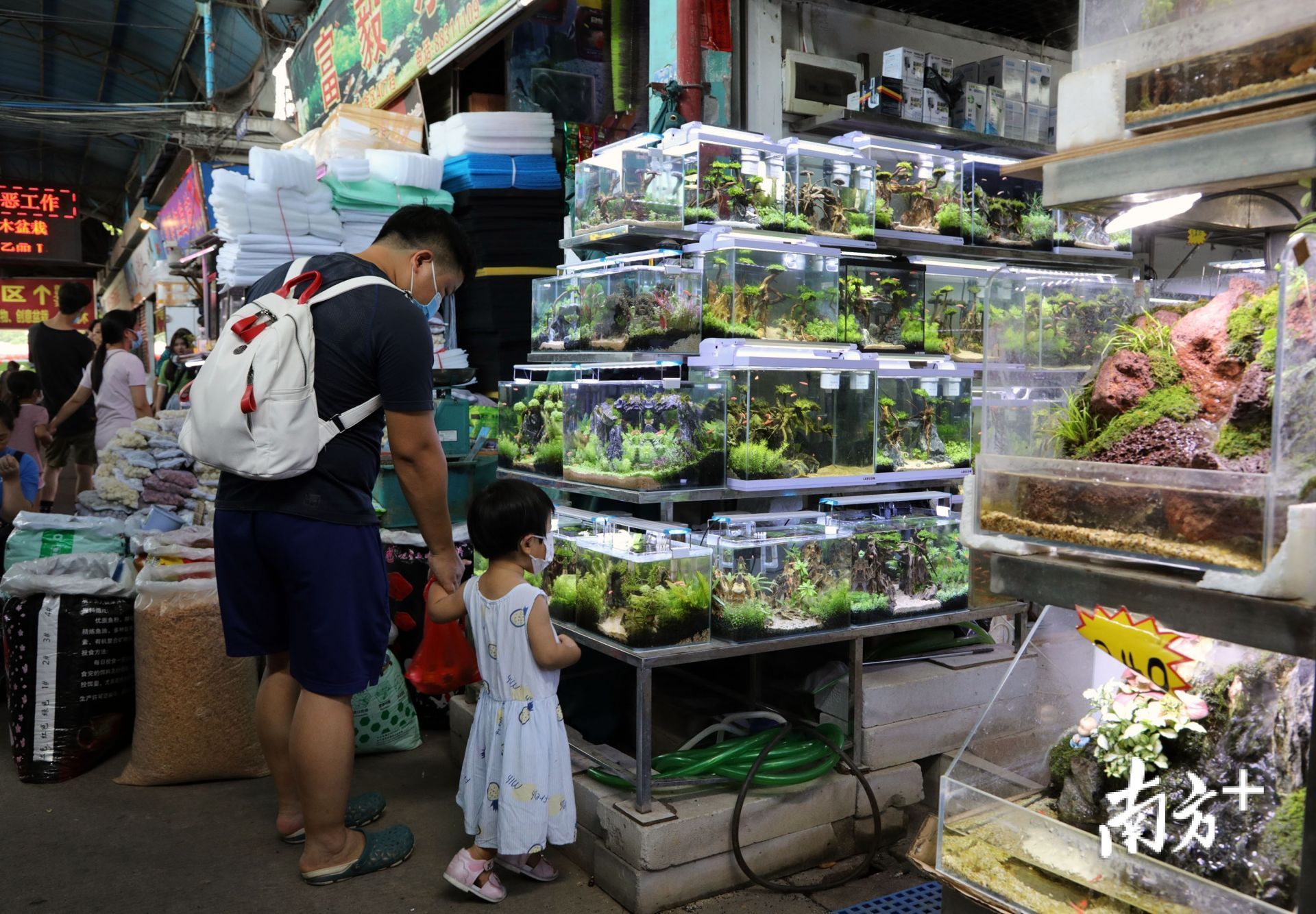 芳村花鳥魚蟲市場搬到哪里了呀：廣州芳村花鳥魚蟲市場的變遷史 芳村花鳥魚蟲市場搬到哪里了呀：廣州芳村花鳥魚蟲市場的變遷史 觀賞魚百科 第4張