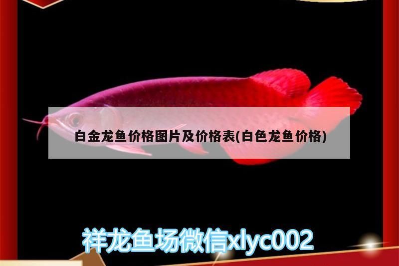 龍魚縮鰭是什么毛病（魚缸水硬度多少合適） 龍魚縮鰭是什么毛病（魚缸水硬度多少合適） 觀賞魚百科 第2張