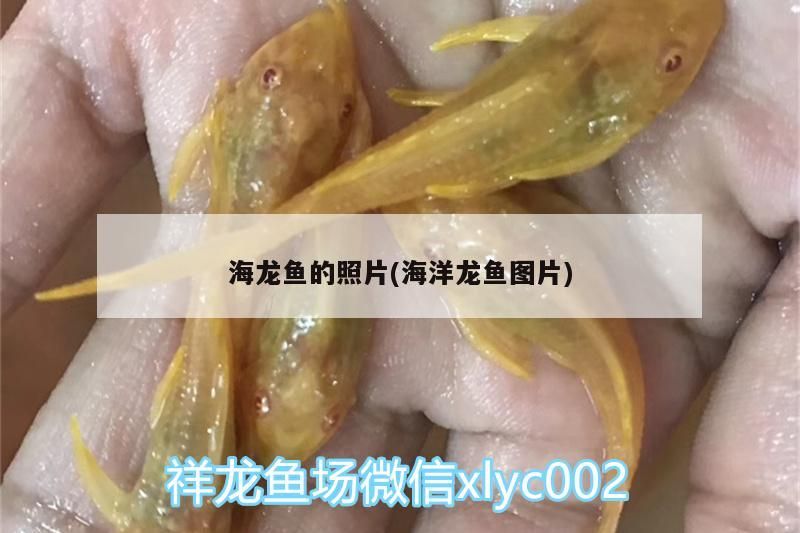 龍魚縮鰭是什么毛病（魚缸水硬度多少合適） 龍魚縮鰭是什么毛病（魚缸水硬度多少合適） 觀賞魚百科 第1張