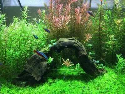 草缸觀賞魚混養(yǎng)魚最佳搭配(草缸觀賞魚混養(yǎng)搭配方案草缸觀賞魚混養(yǎng)魚最佳搭配方案) 觀賞魚百科 第3張 草缸觀賞魚混養(yǎng)魚最佳搭配(草缸觀賞魚混養(yǎng)搭配方案草缸觀賞魚混養(yǎng)魚最佳搭配方案) 草缸觀賞魚混養(yǎng)魚最佳搭配(草缸觀賞魚混養(yǎng)搭配方案草缸觀賞魚混養(yǎng)魚最佳搭配方案) 觀賞魚百科 第3張